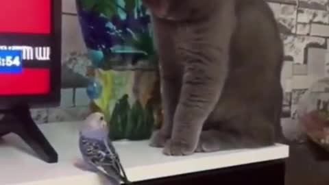 Cat disturbing his friend 🐦