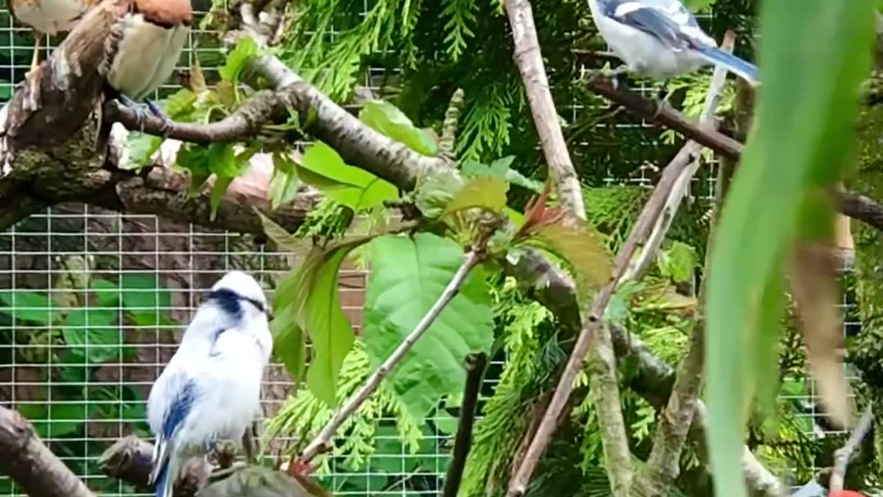 Azure tits in bird aviary | softbills