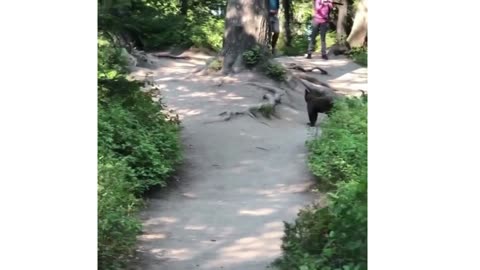 Hikers Have Close Encounter With Mama Bear and Cubs