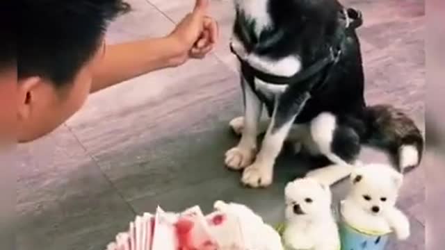 Helping Cute Dogs #shorts #dog #Funny #Cute dog