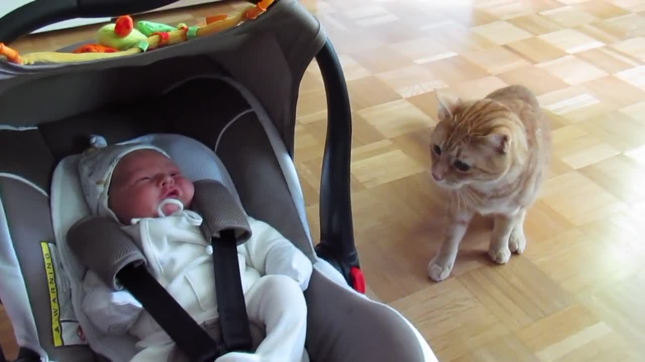 Cat meets Baby First time