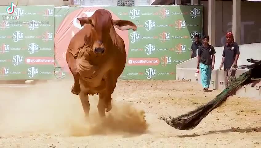 Wonderful Cow Running