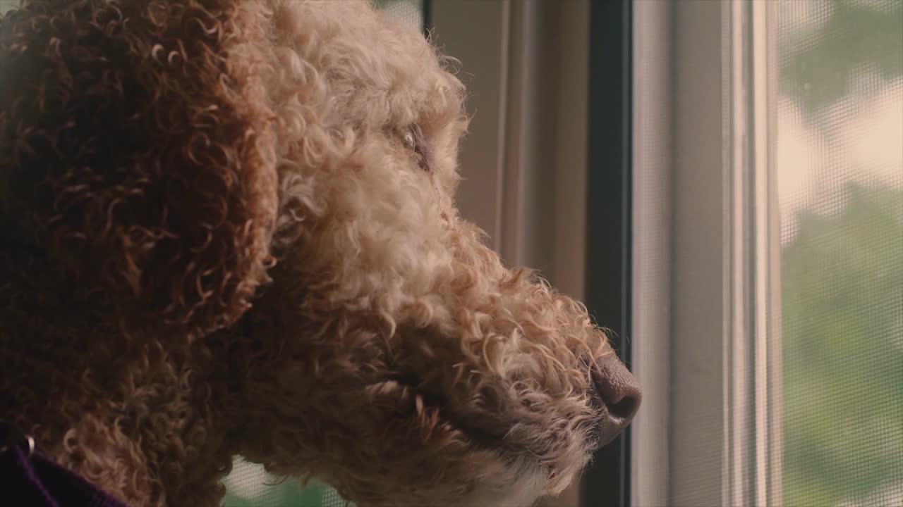 Watch How This Beautiful Puppy Staring From The Window!