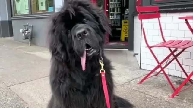 Newfoundland 🐶 One Of The Biggest Dog Breeds In The World #shorts