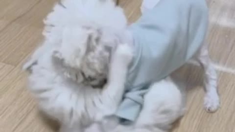 Puppy Jenny's so cute video (19)