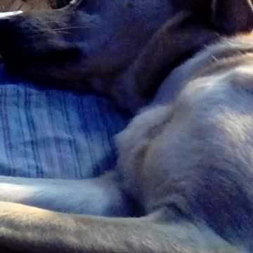 cute dog enioy cute dog