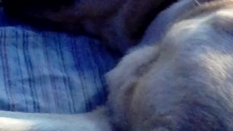 cute dog enioy cute dog