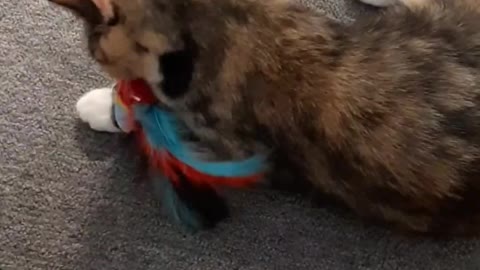 Cat Playing With Bird Doll mp4