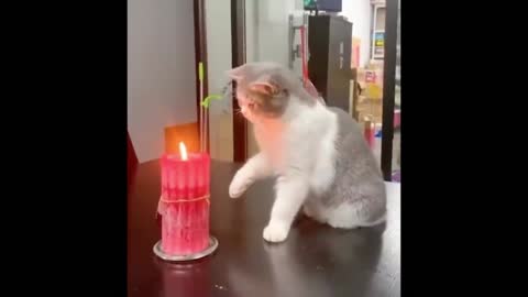 Funny Cat Videos Compilation#8 video