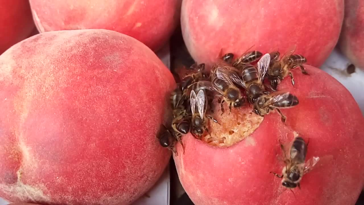 Peach and Bees-Work Never Ends