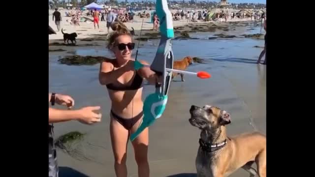 Dog fooled by the arrow