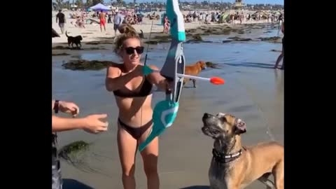 Dog fooled by the arrow