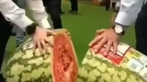 Giant Watermelon Farm