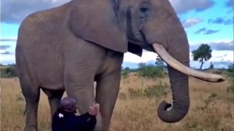 Magnificently funny prank courtesy of this magnificent elephant