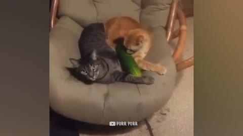 Cucumbers make cat's jump 🤣😺