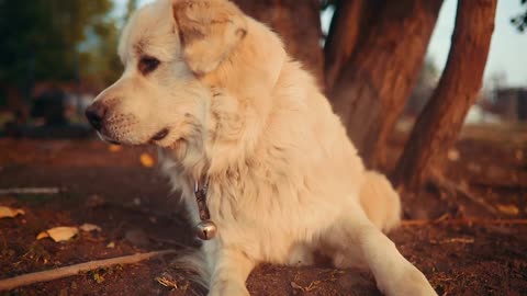 Golden Retriever trying to catch a fly.