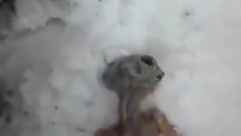 Alien found in the snow in Russia .