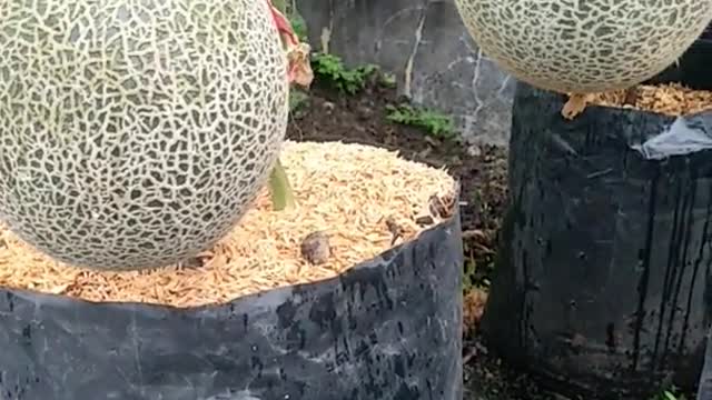 Melon is almost ripe