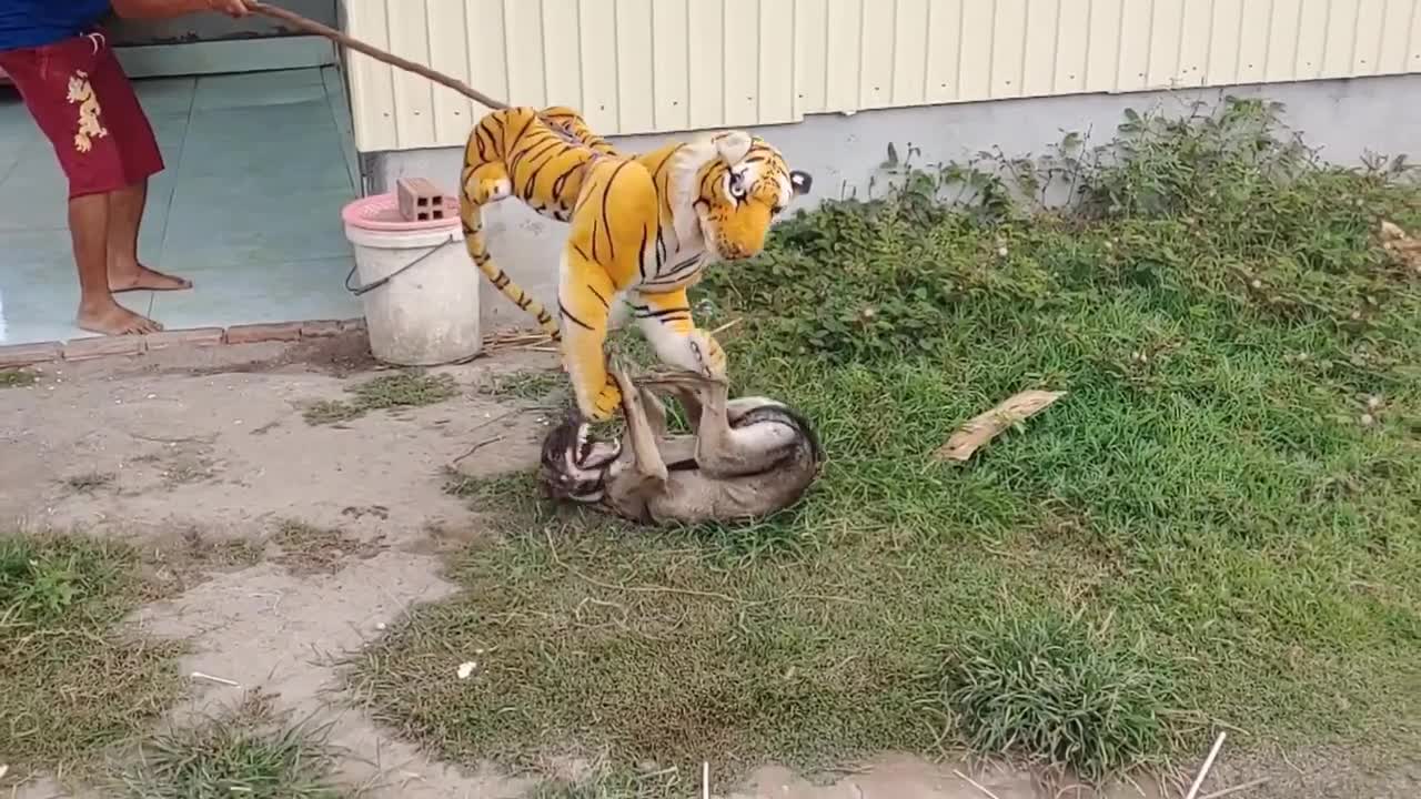 Big Fake Tiger vs Real Dogs Prank Very Funny - Must Watch Funny Vided We on Rural Prank Dogs