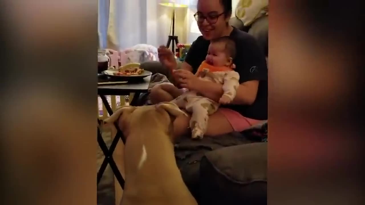 Cutest Babies Play With Dogs And Cats Compilation -- Cool Peachy #cat #cute #kitten #dog