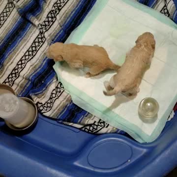 Mia's pups day 17 starting use the potty pad.