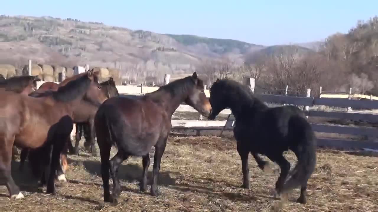 Stallion Akelu released into a school of young mares