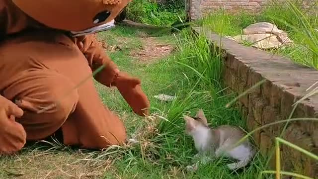 funny cat& teddy,funny cat videos