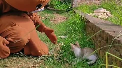 funny cat& teddy,funny cat videos