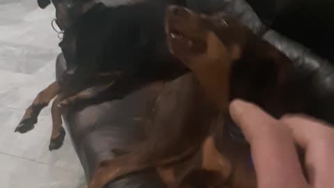 Scary doberman