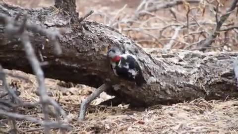 Woodpecker Winter Siberia Nature Snow Silence