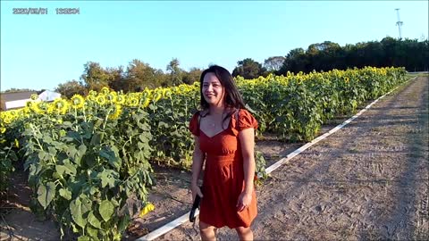 Hoa Huong Duong/ Sunflowers