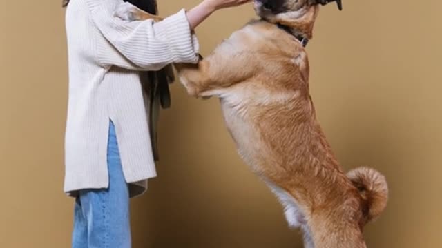 woman training a dog