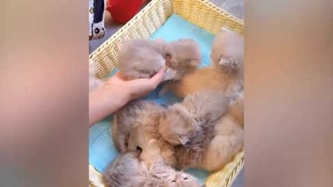 Cute animal kitten 😻💕 #cat #cute #kitten #pets #meow #videos #shorts 1