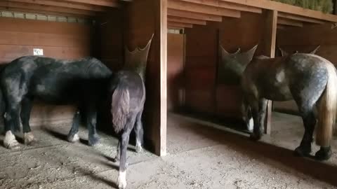 Smart horses getting the hay crumbs out of hay nets