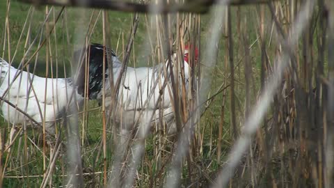 beautiful chicken on farm (9)