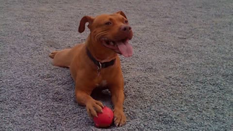 GoDog - Best Dog Walking Company in Brooklyn, NY