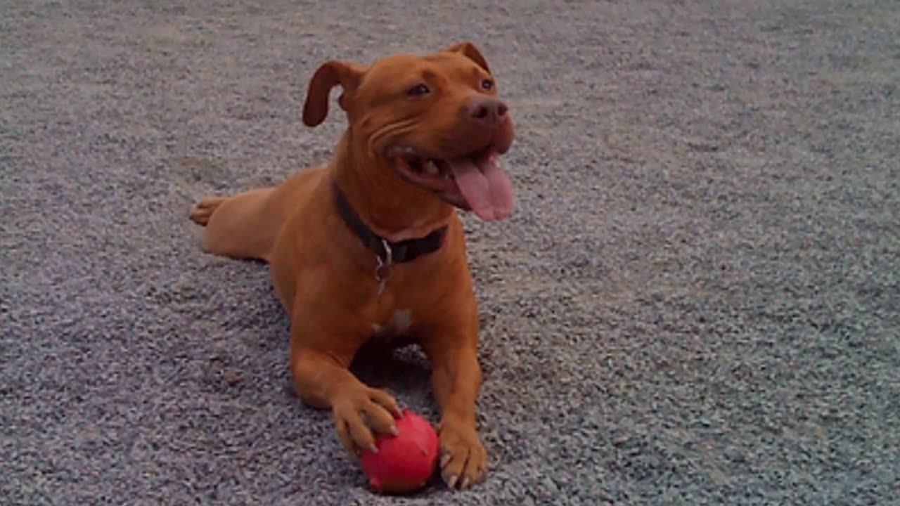 GoDog - Best Dog Walking Company in Brooklyn, NY