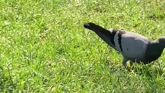 Beautiful pigeon but very hungry