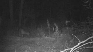 Small Buck Following Doe