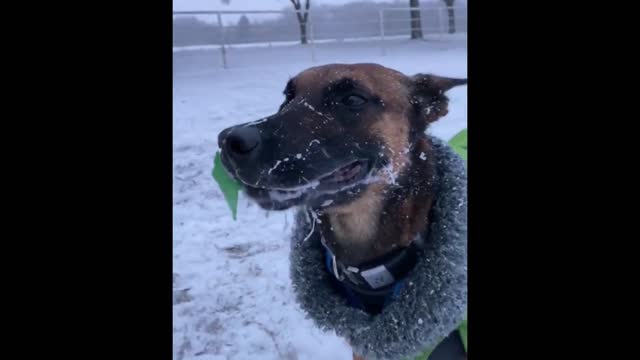 Ice Ice Doggy| Dog Shivers From the Cold