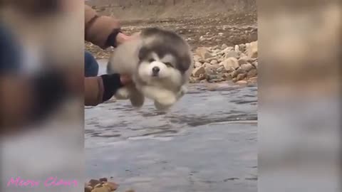 Alaskan Malamute Cutest