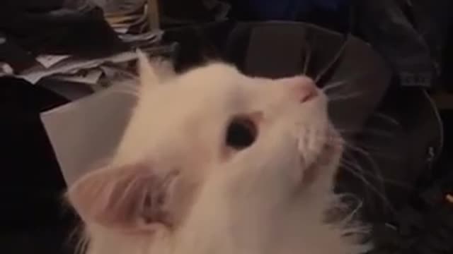 Thurston the Cat (Full video)