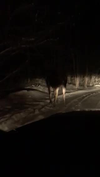 This guy wouldn’t move!