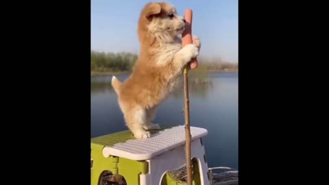 Cute and adorable dog play himself funny video