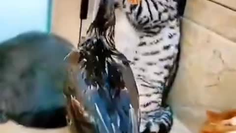 #cute cat#shorts