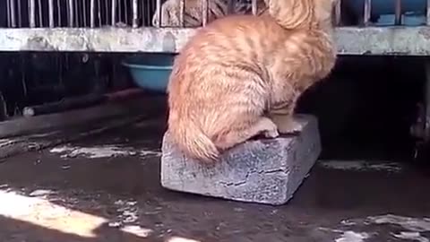 Cat🐱 meets Tiger🐯