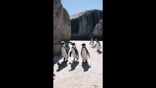 Penguins Walking down the Street in Snowy Hills