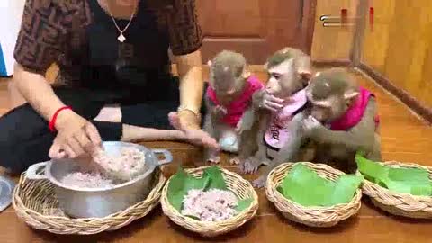 Cute monkey are Ready For The Most Expnsive Rice In Town .