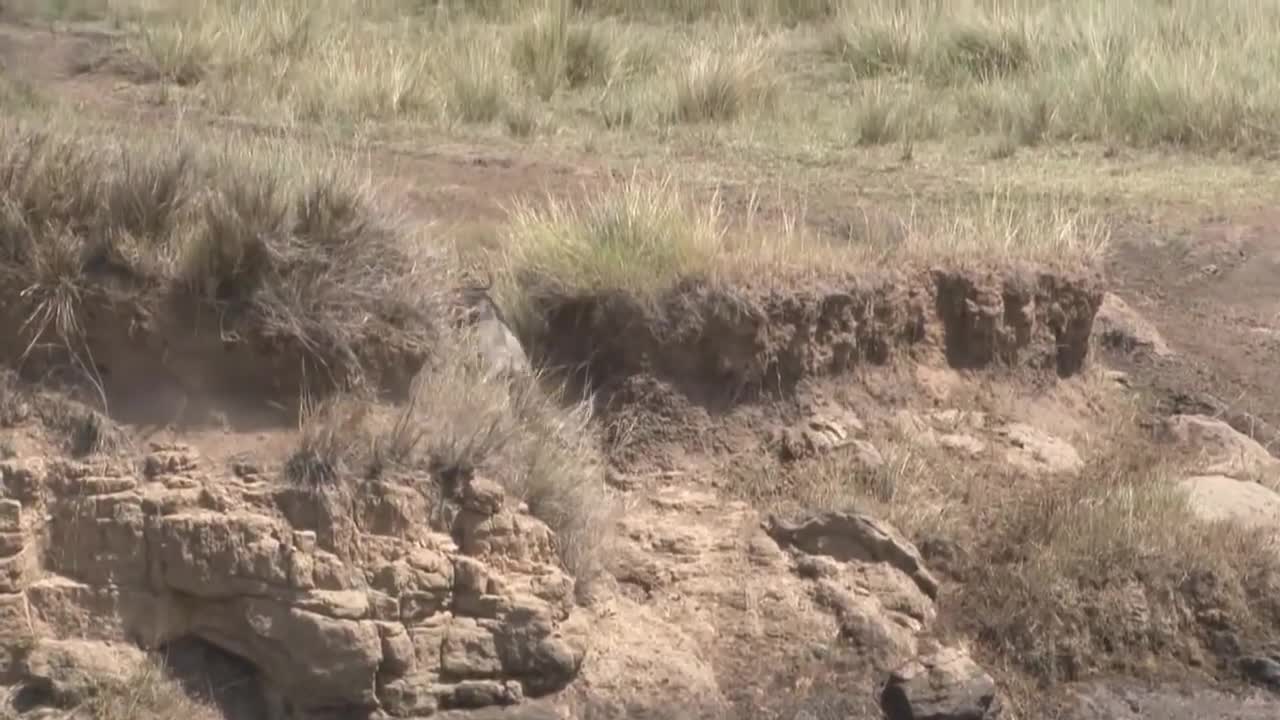 Funny animal of wildebeests Vs zebras trying to climb up the river cliff hill