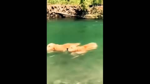 Funny Dog swimming